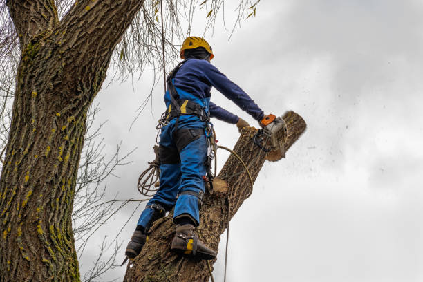 Best Tree Health Inspection  in Algonquin, MD